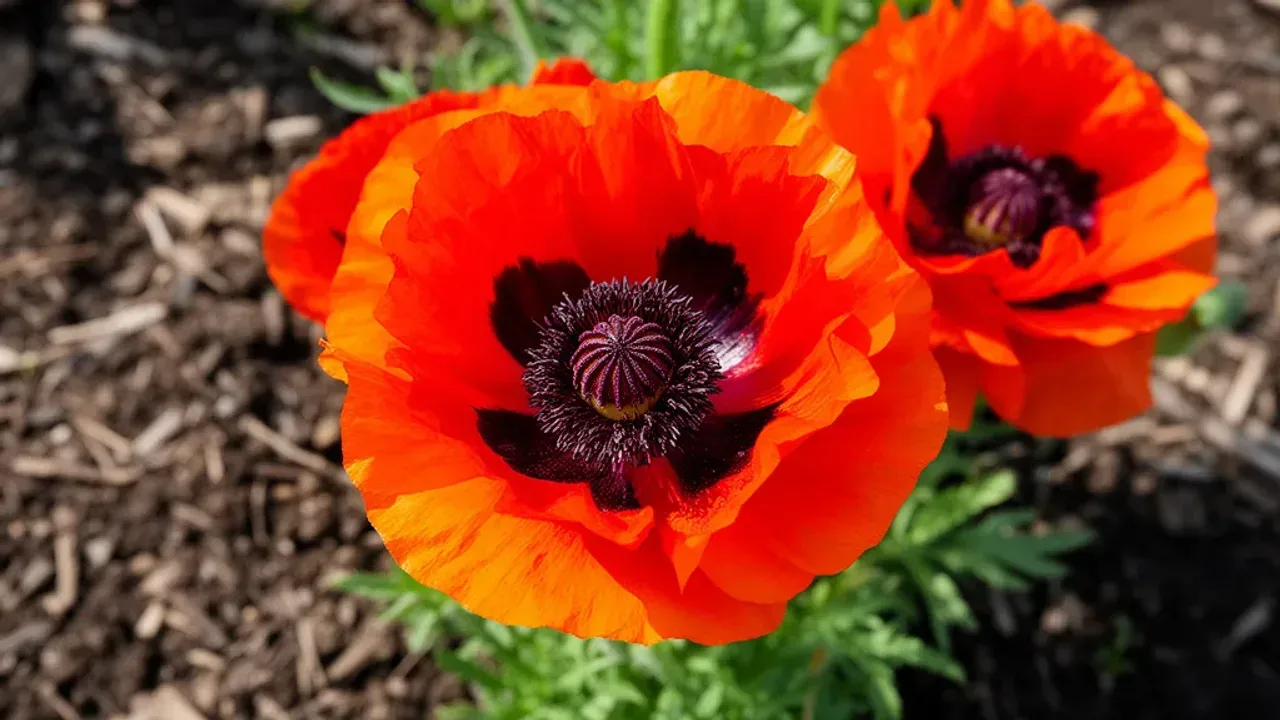 Mak wschodni uprawa: jak posadzić i pielęgnować maku ogrodowy Papaver orientale Kwitnące czerwone kwiaty Papaver orientale w przydomowym ogrodzie prezentujące mak wschodni uprawa.